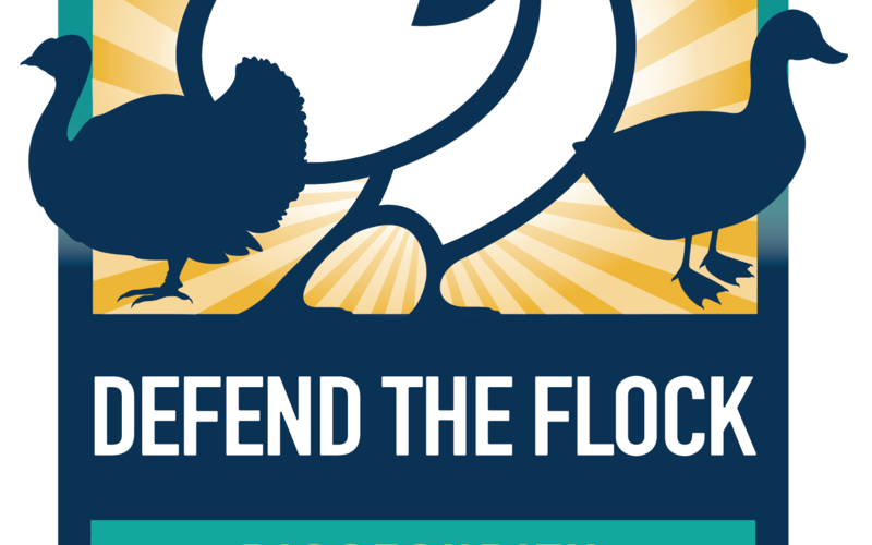 Defend the Flock badge: Biosecurity: Let's keep our poultry healthy together