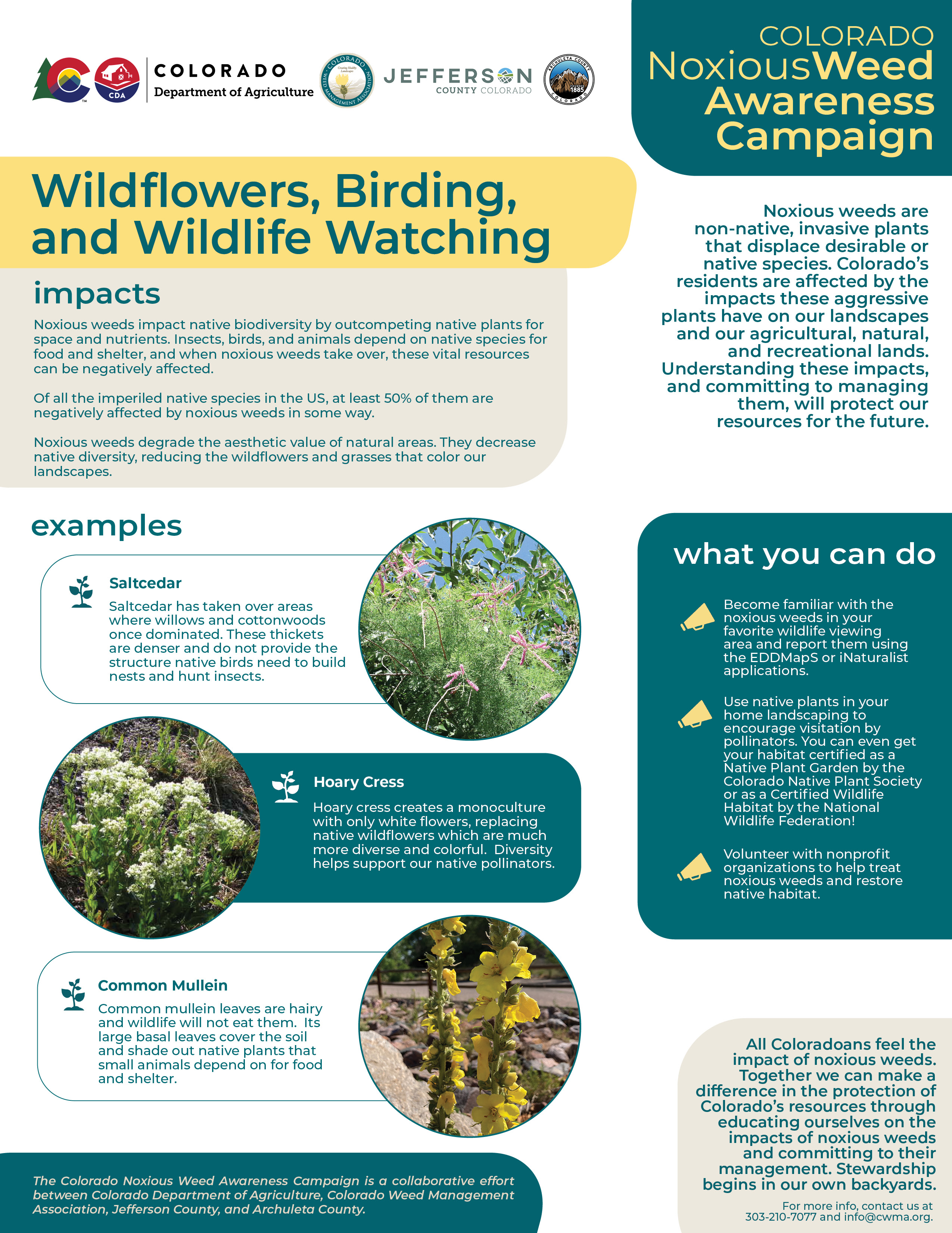 Graphic with information about the impact of noxious weeds on wildflowers, birding, and wildlife watching.