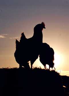 Roosters in the dawn light