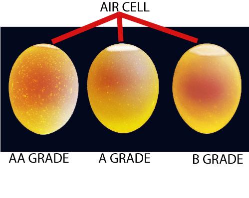 Egg-Grading