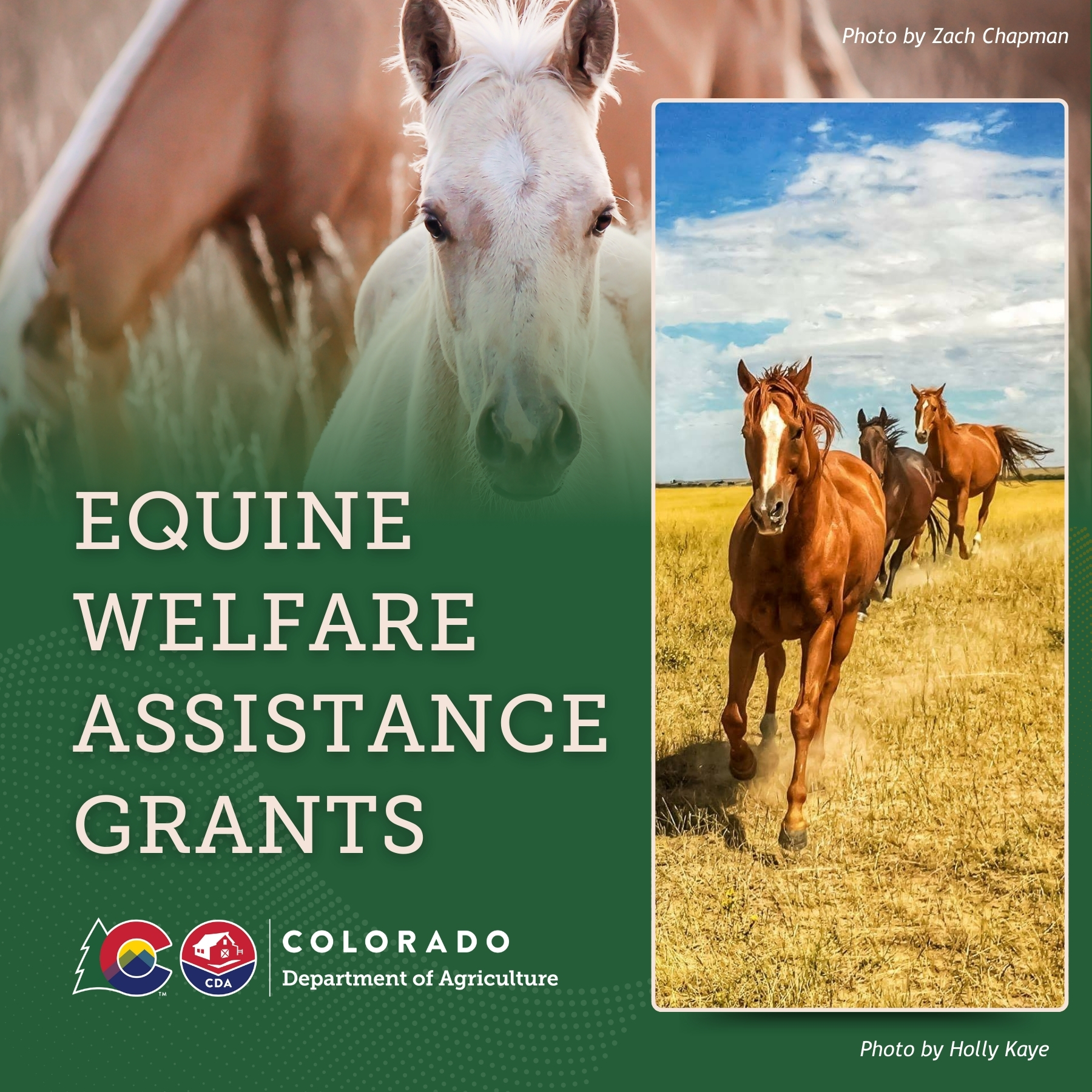 Horses running towards viewer, closeup of foal with CDA logo and Equine Welfare Assistance Grants