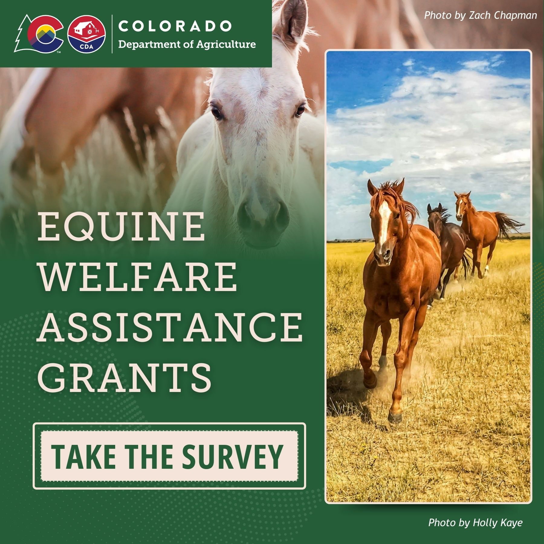 Horses running towards viewer, closeup of foal with CDA logo and Equine Welfare Assistance Grant Program: Take the Survey