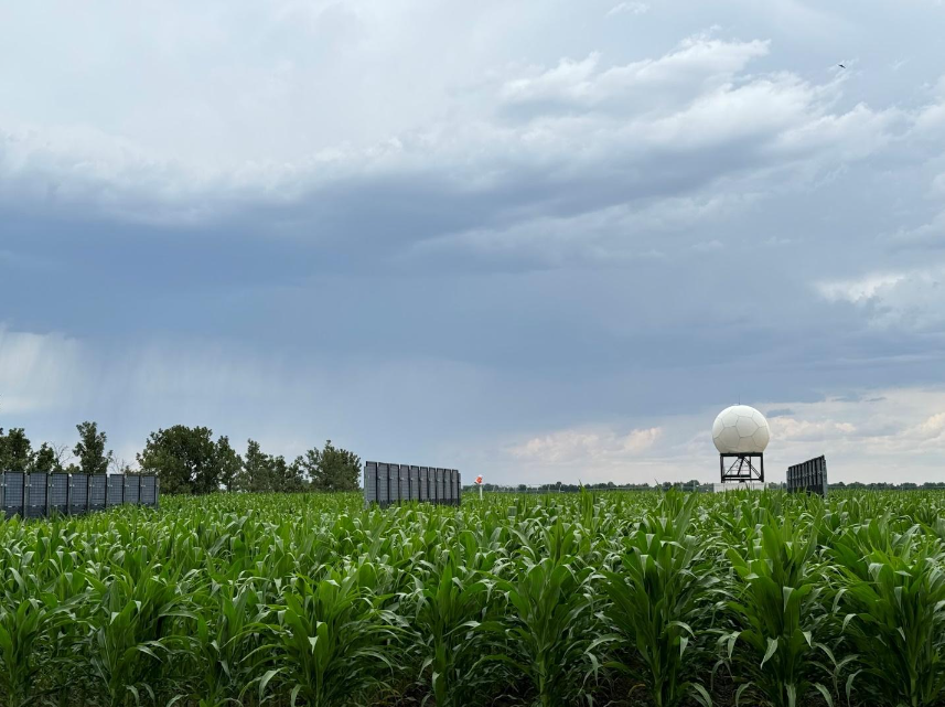 Three rows of bifacial solar panels stand in a field of corn at the ARDEC site. 