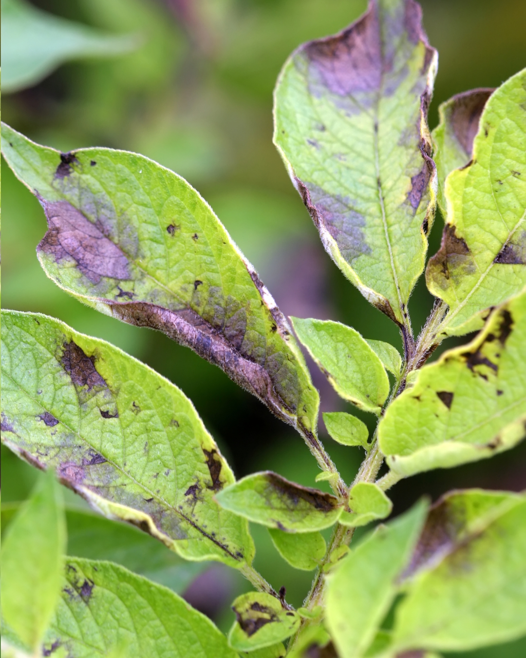 Closeup of potato leaves blackened by late blight