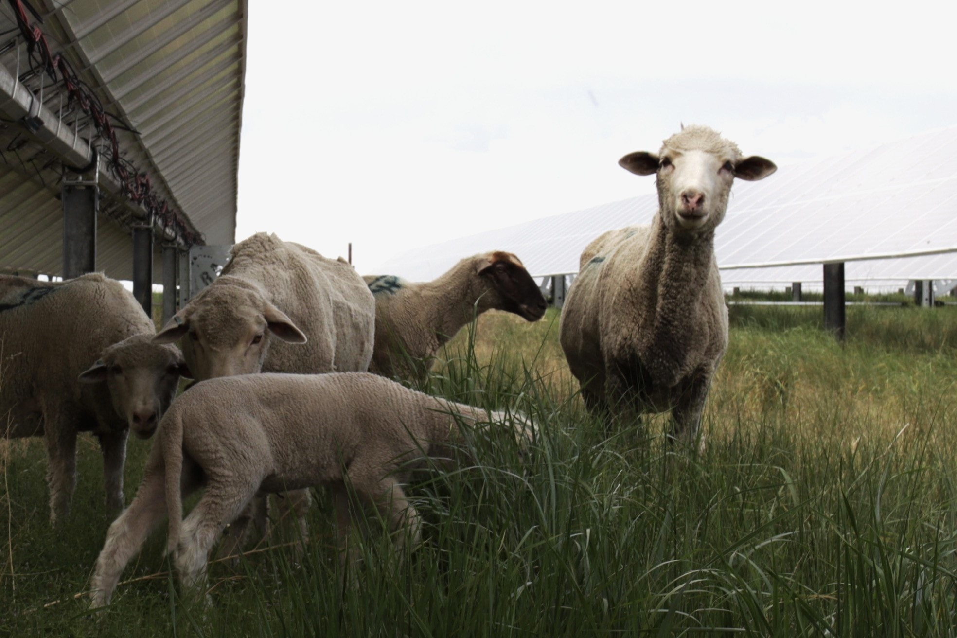 Sheep graze underneath solar panels, one sheep looks directly at the camera
