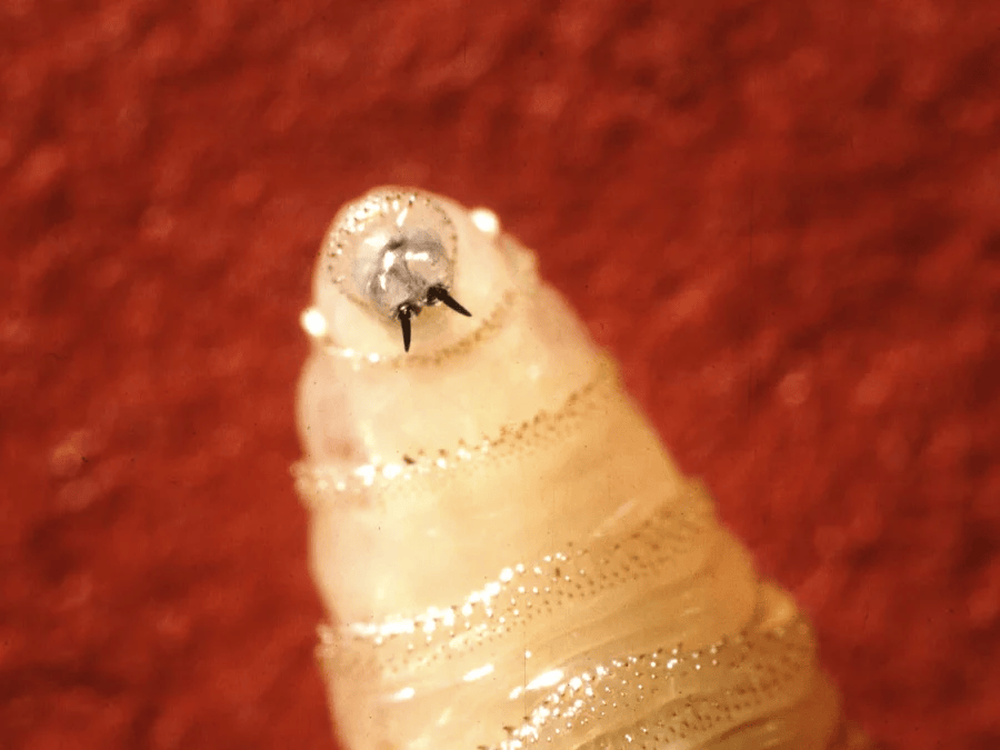 Close-up of a New World screwworm larva