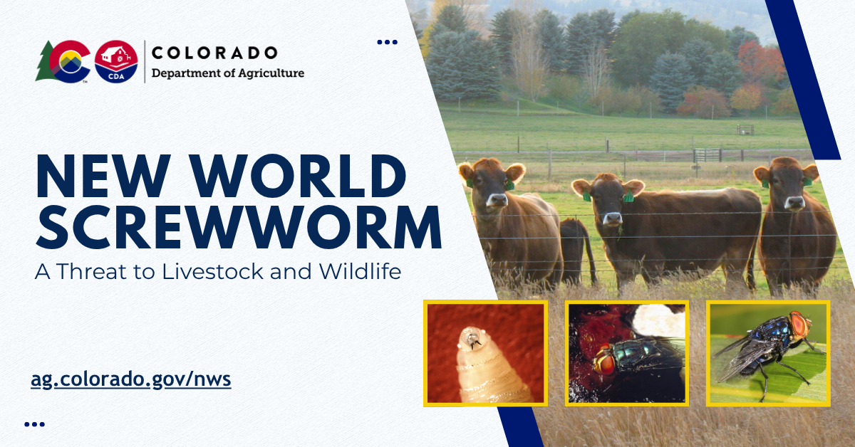 Three cows looking interested with inset photos of new world screworm larva and flies