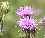 Canada Thistle noxious weed