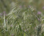 Downy Brome noxious weed