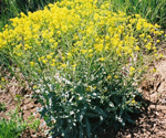 Dyer's woad