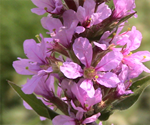 Purple loosestrife