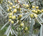 Russian-olive
