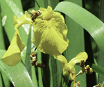 Yellow flag iris