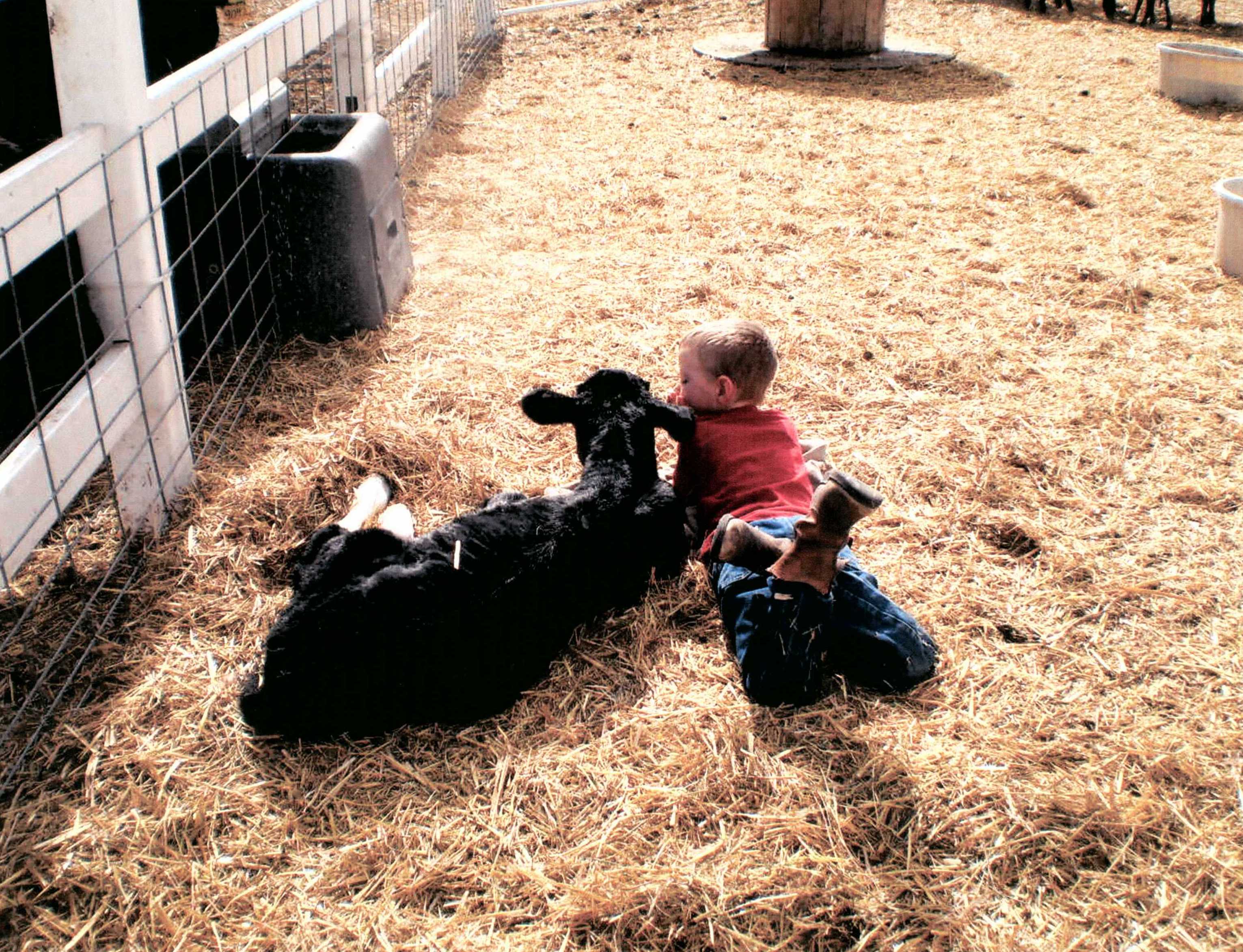 Cow and child in hay