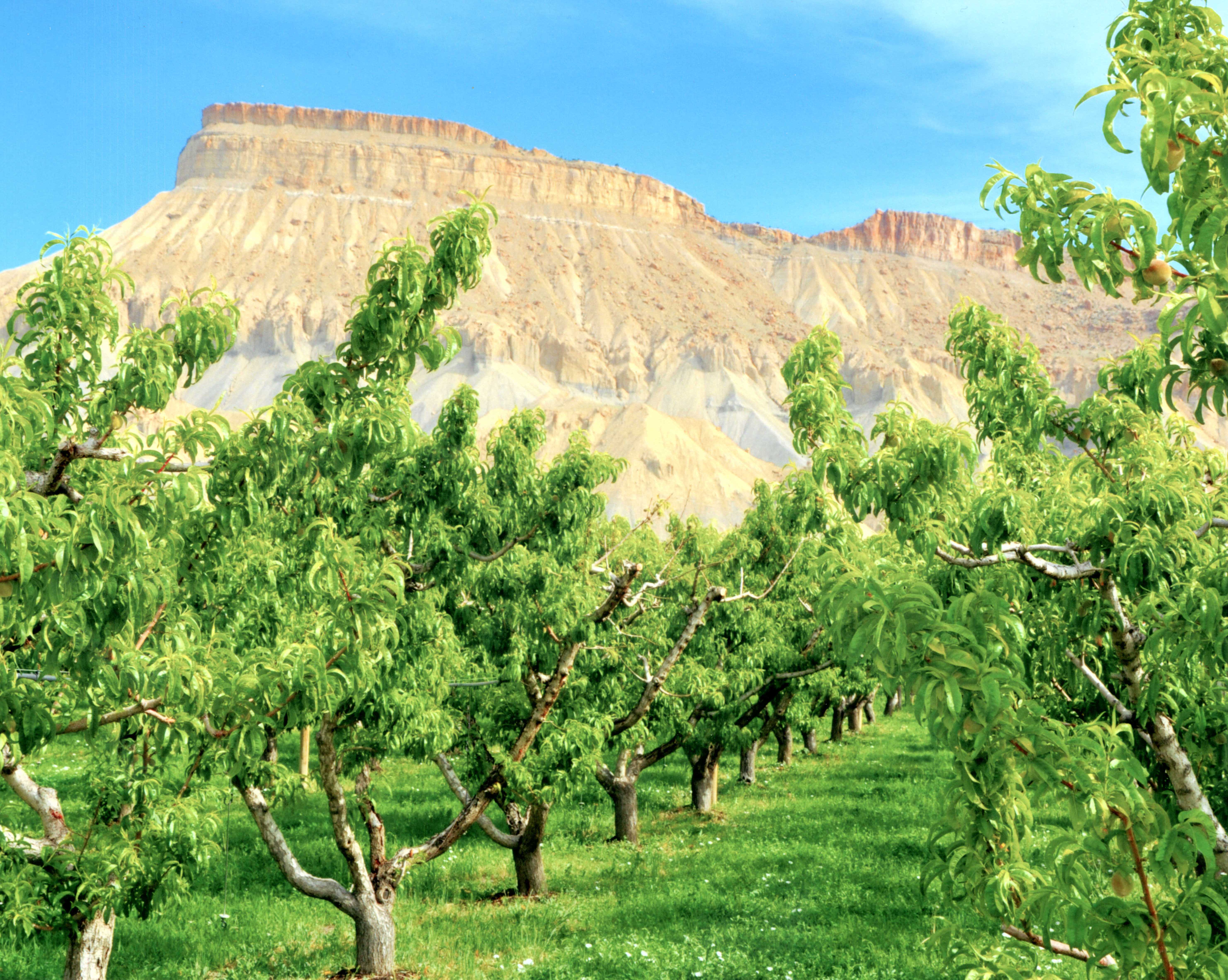 orchard of trees against the flat tops in Grand Mesa 