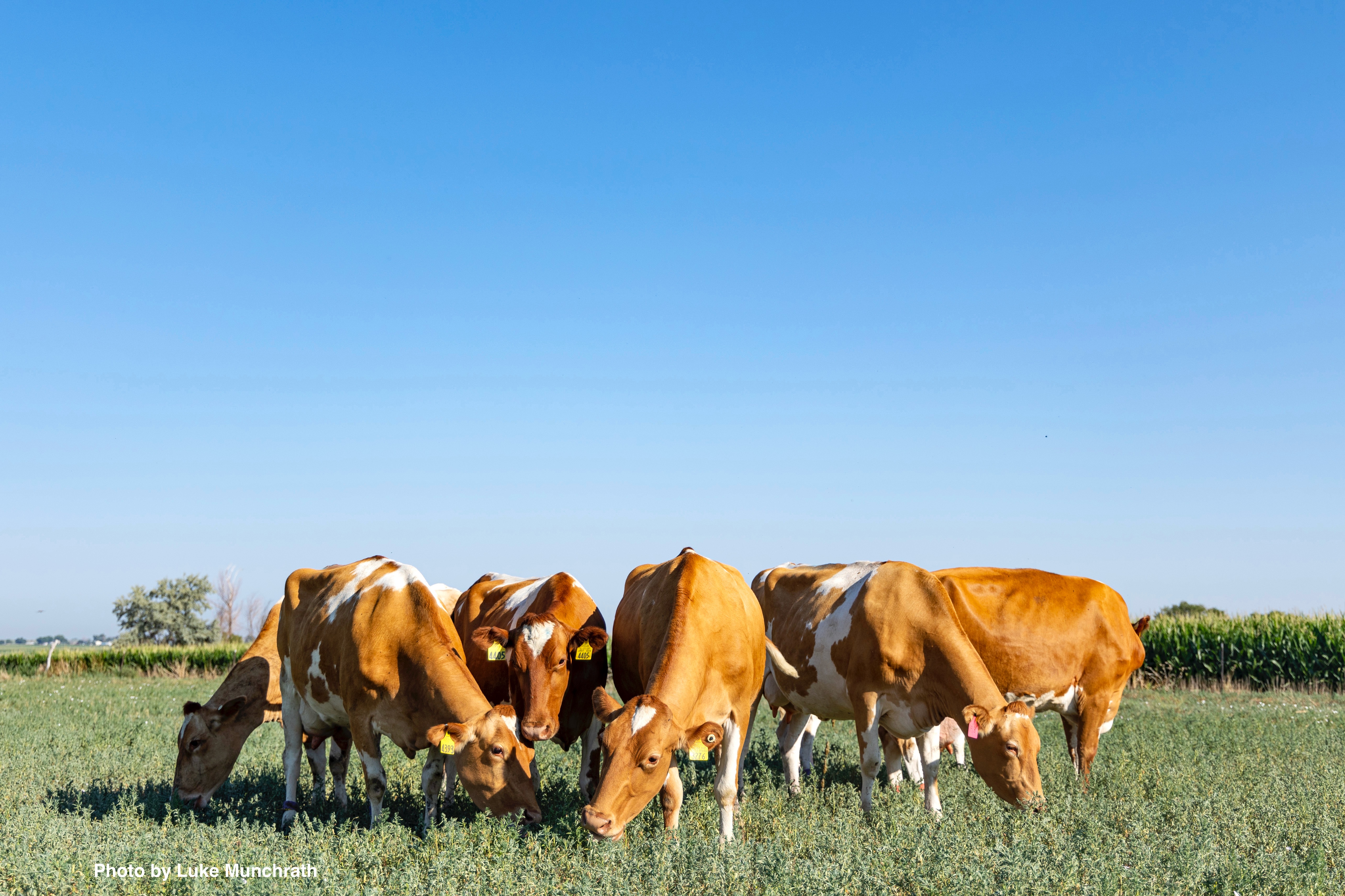 Dairy cows feed in an open field