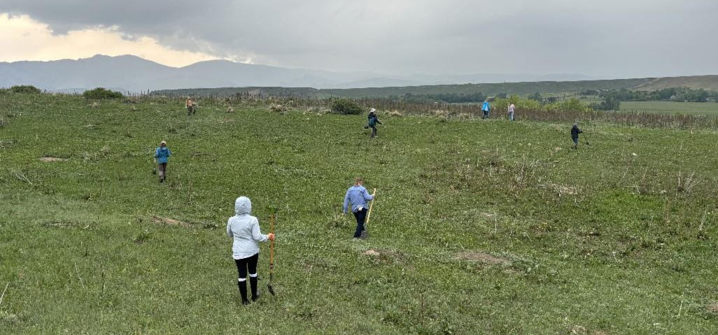 Several people with shovels spread out across the landscape to find mediterranean sage