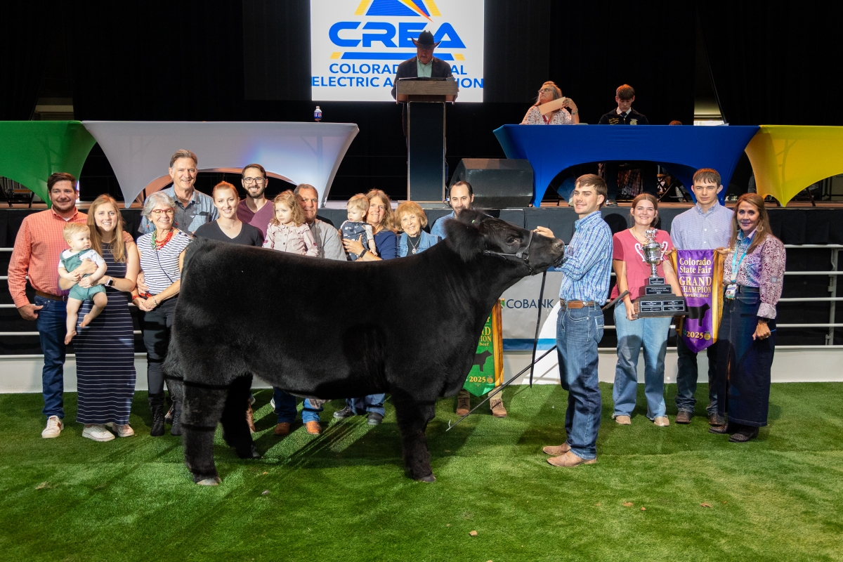 A young man shows his Grand Champion steer with the winning bidders lined up behind them