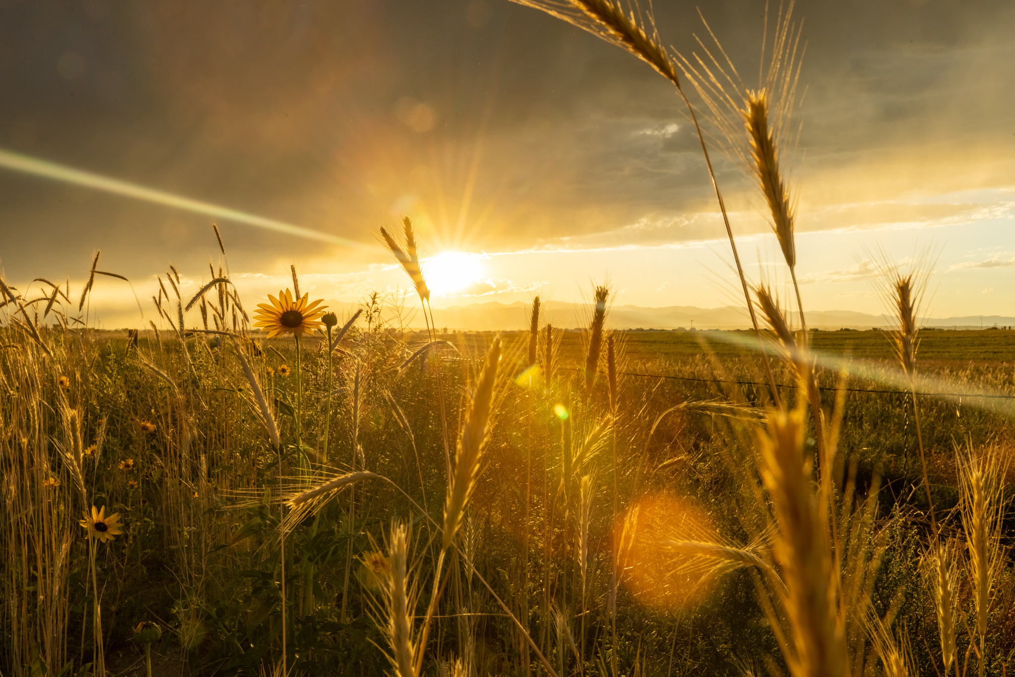 Wheat and sunflowers grow alongside a wire fence with the setting sun in the background