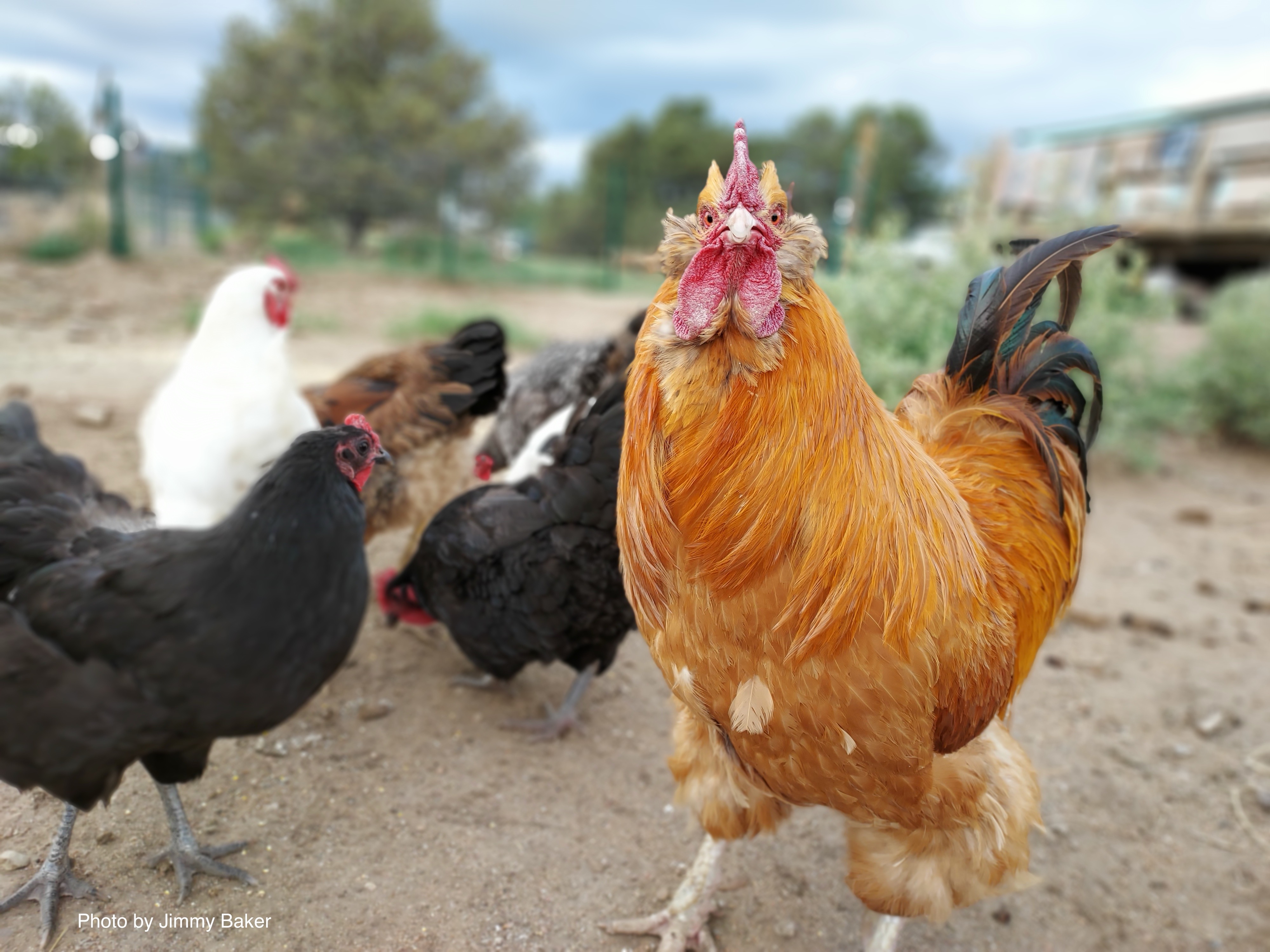 A rooster stares at the camera and hens feed from the ground in the background