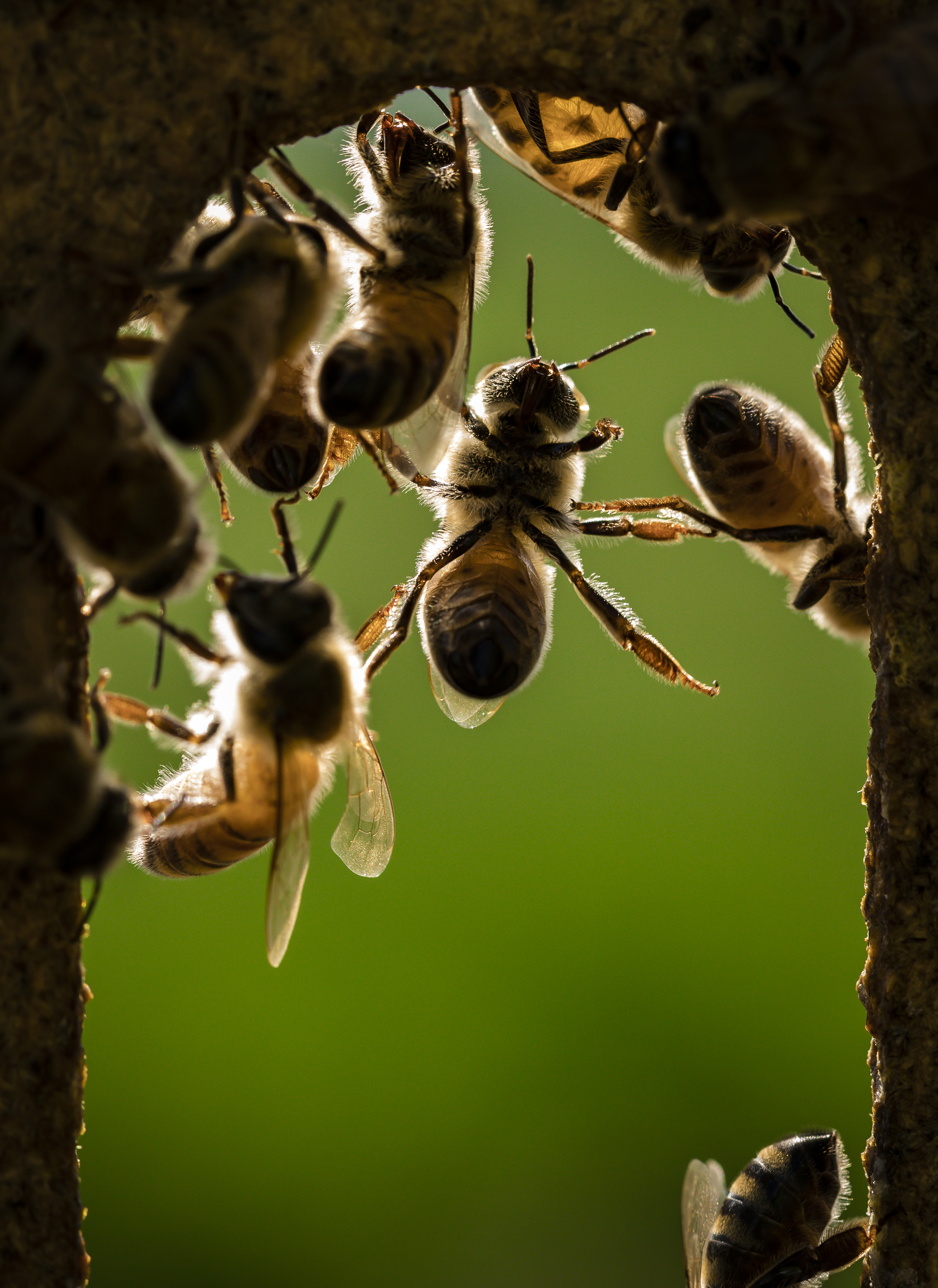 Closeup of bees coming out of their hive
