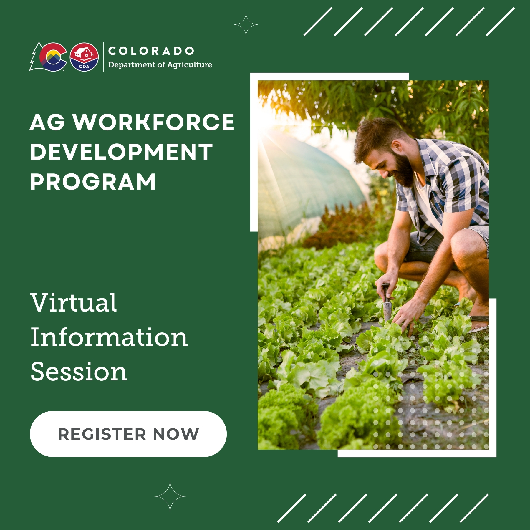 A man in his late thirties bends over his rows of lettuce at an outdoor farm, with words Ag Workforce Development Program Virtual Information Session Register Now