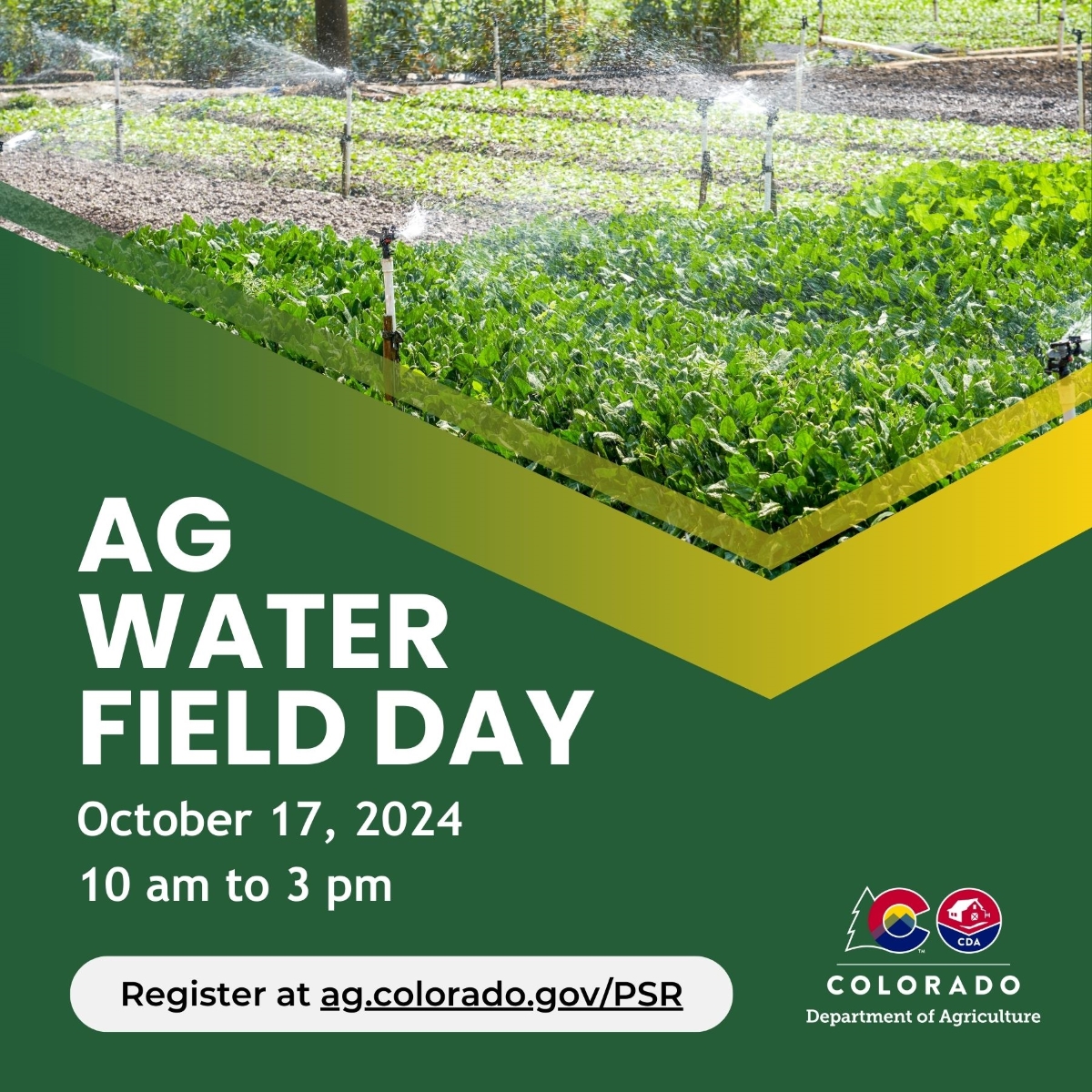 A field of greens irrigated through sprinklers