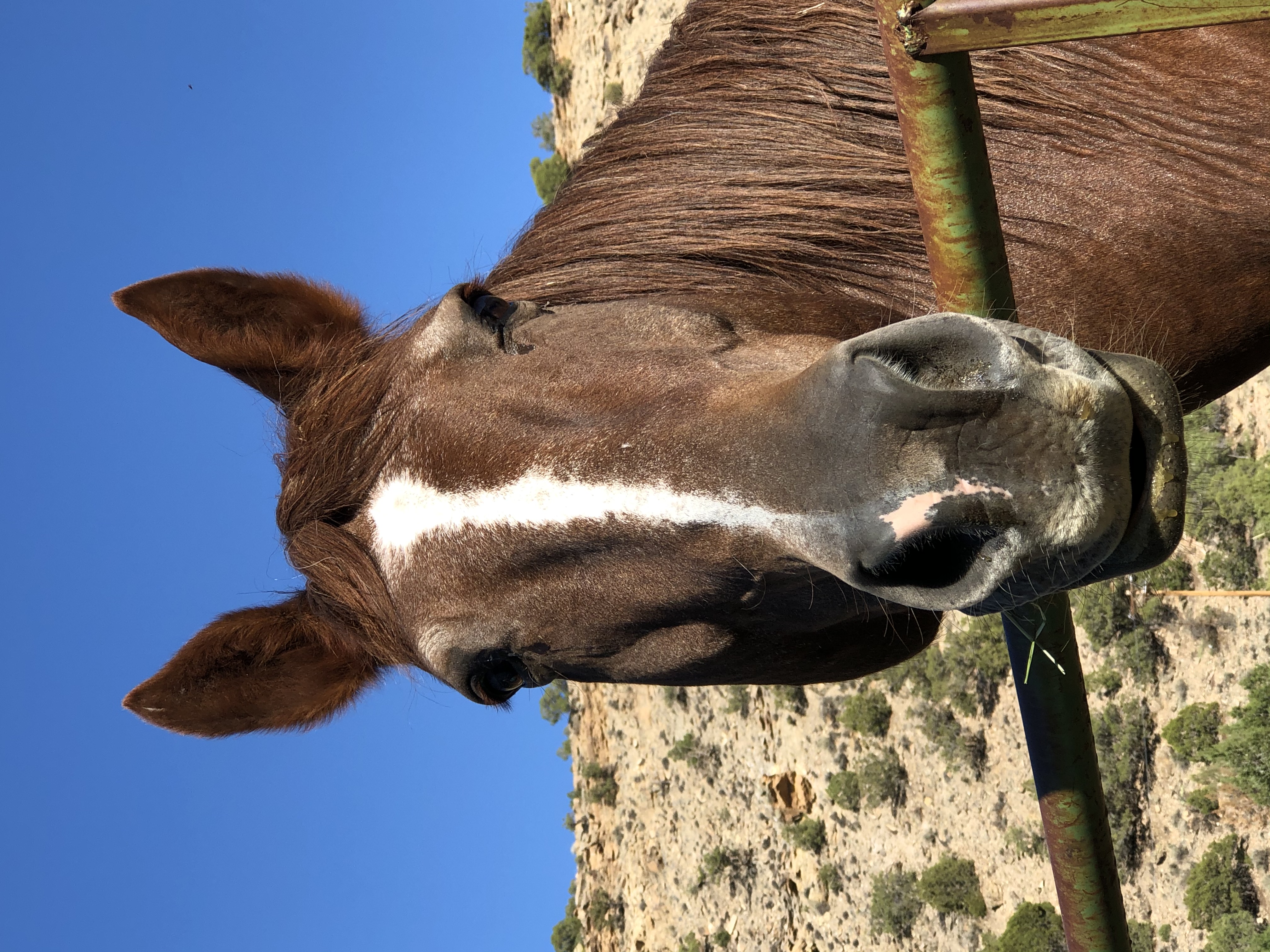 Closeup of a happy chestnut horse with a white stripe from its forehead to its muzzle