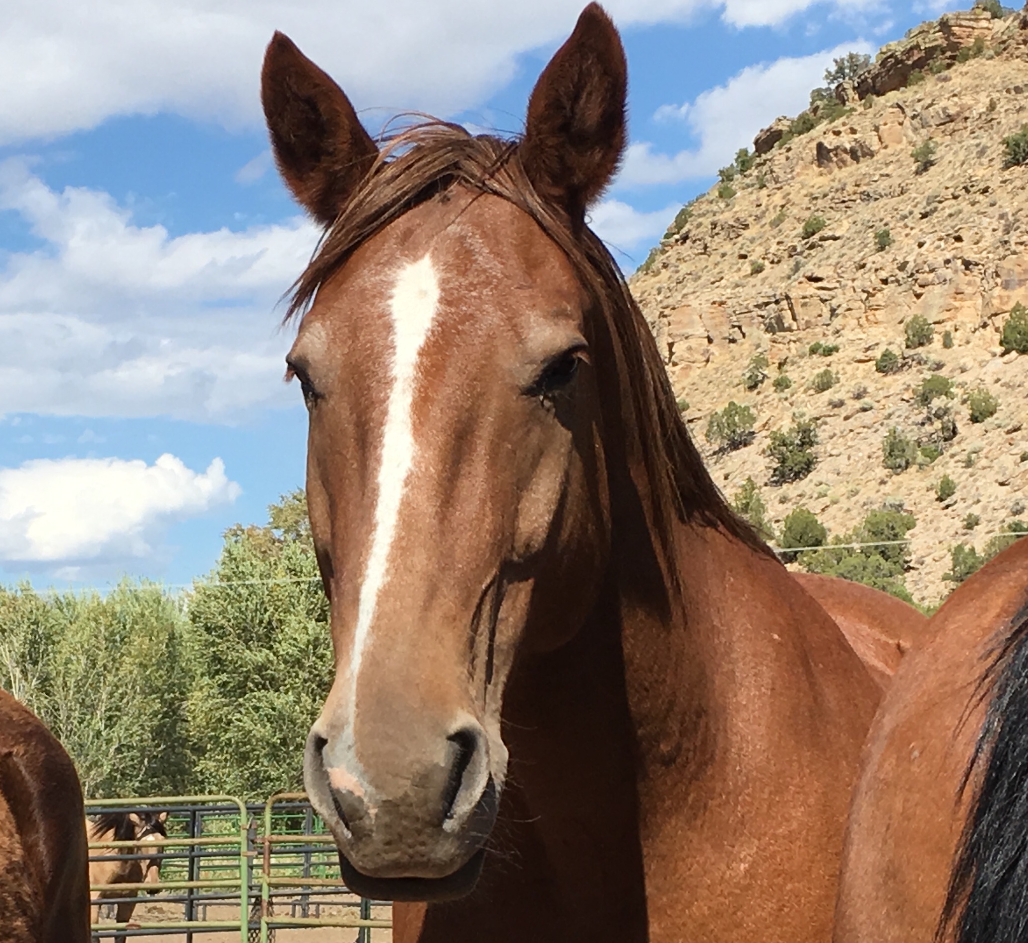 Closeup of a chestnut horse with a white stripe from its forehead to its muzzle
