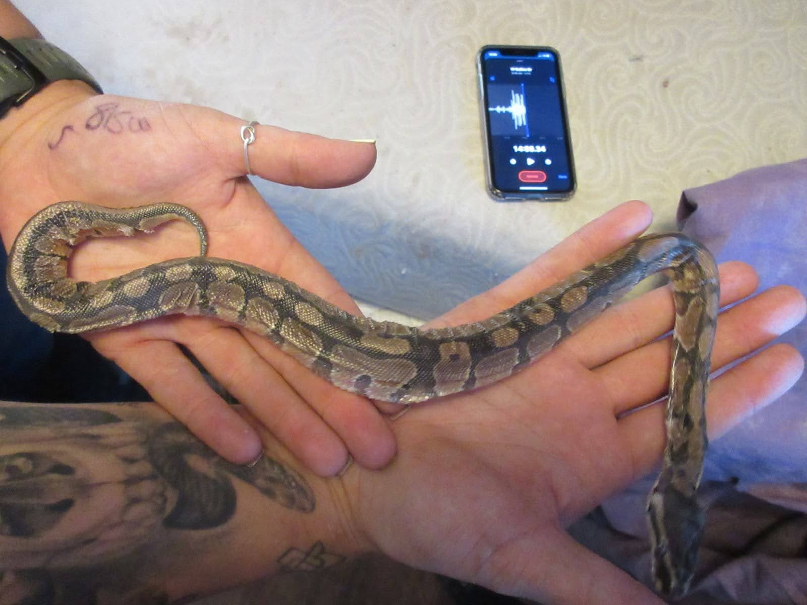 Closeup of a person's hands holding a small snake