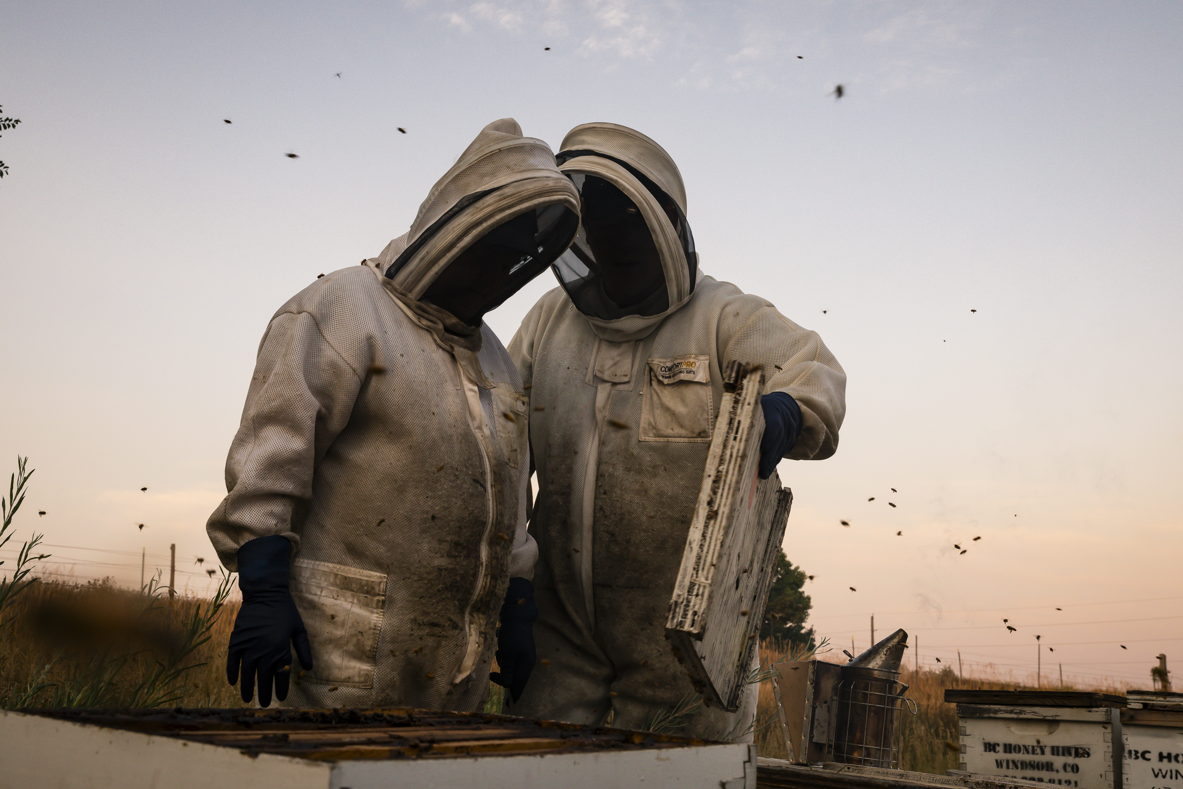 Two people in bee suits open up hives while bees fly around them