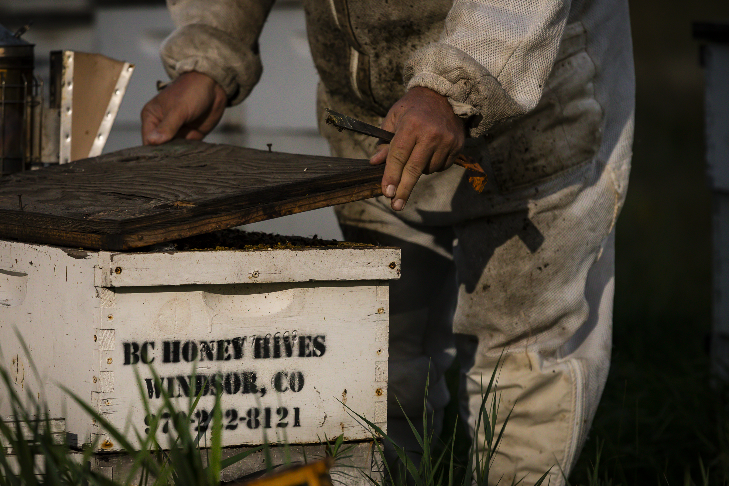 Closeup of a person's hands opening the top of a beehive