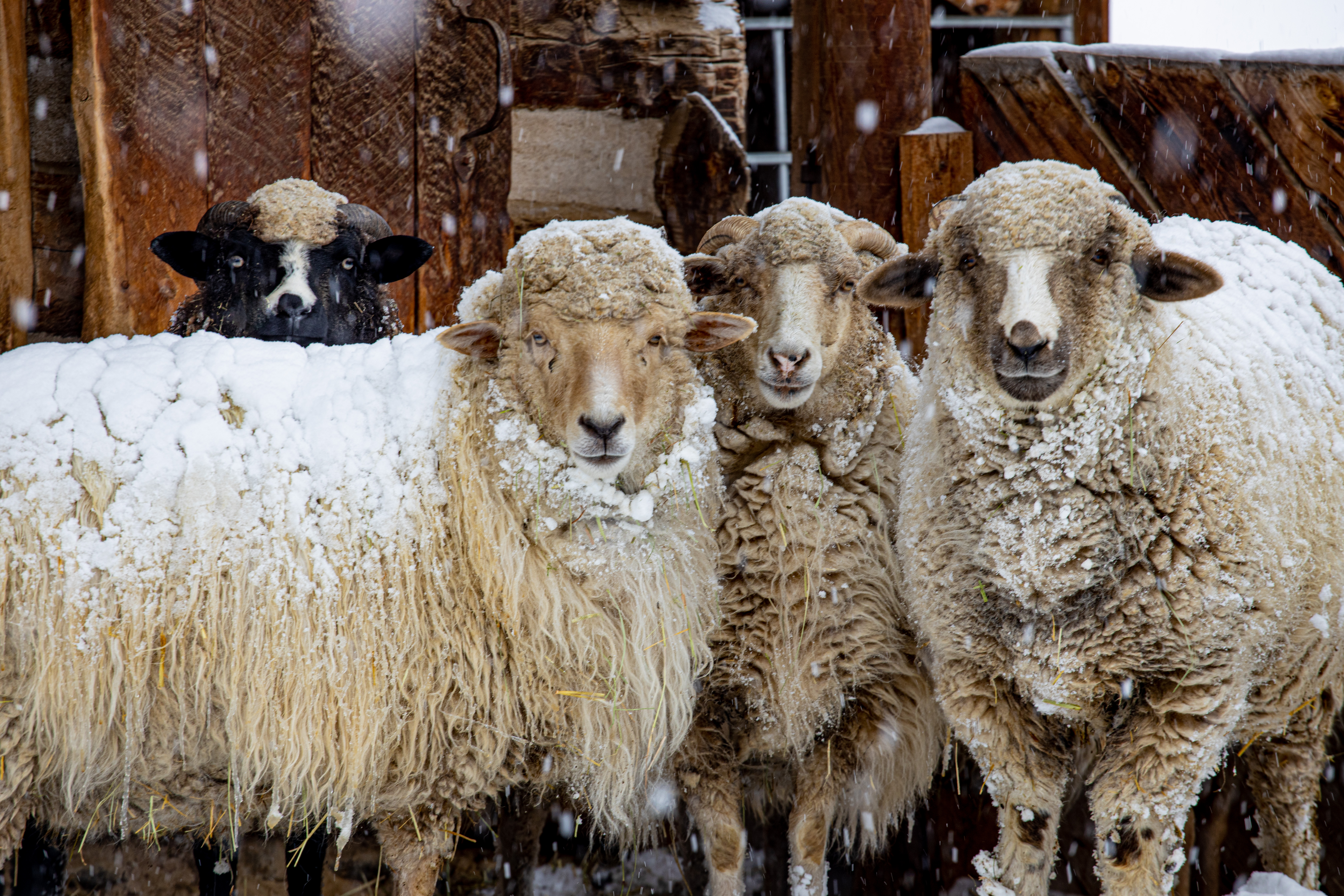sheep in the snow closeup