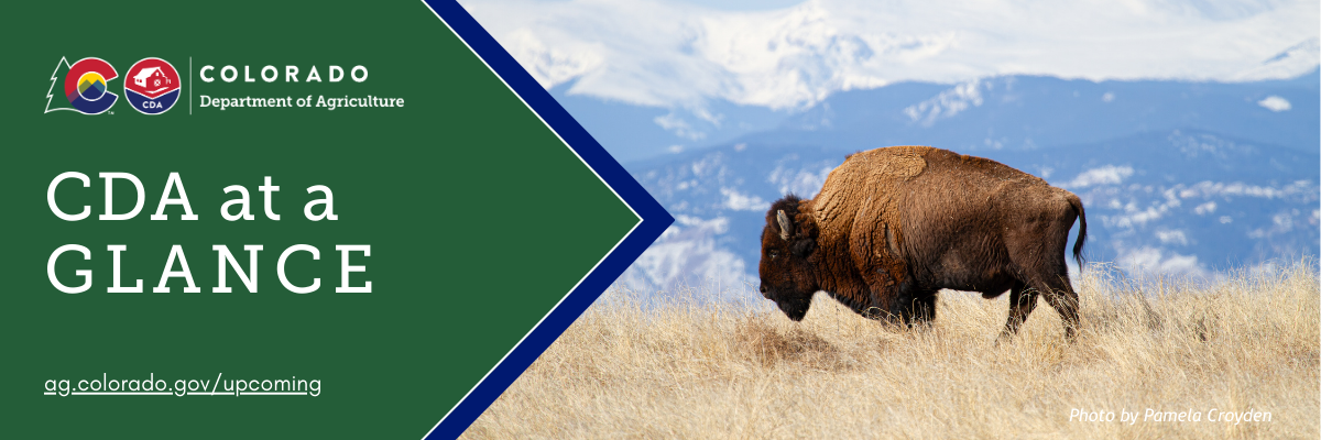 decorative graphic with image of a buffalo standing in the dry field against a snowy mountainous backdrop