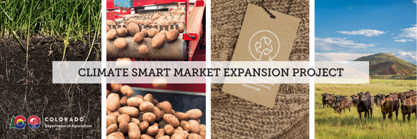 Live root in healthy soil, potato processing, climate smart fiber and grazing cattle with the words Climate Smart Market Expansion project