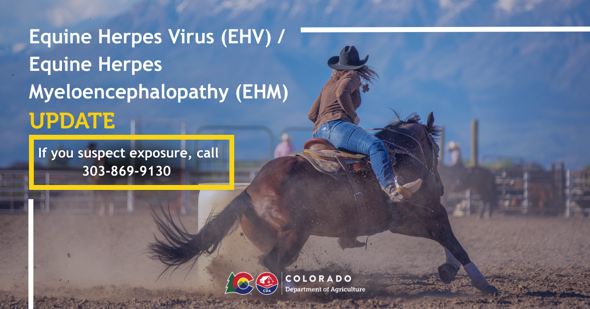 Woman on a horse racing around a barrel