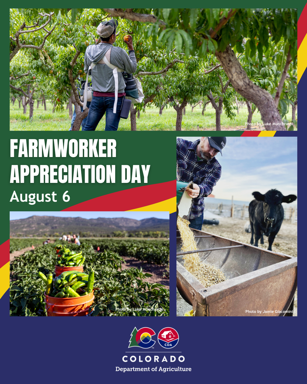 Collage of farmworkers in an orchard, field, and feeding cattle