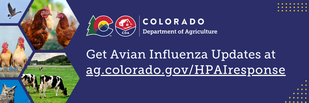 Multiple small images of chickens, wild birds, dairy cattle with the CDA logo and the words Colorado Response to Avian Influenza, Learn more at ag.colorado.gov/hpairesponse