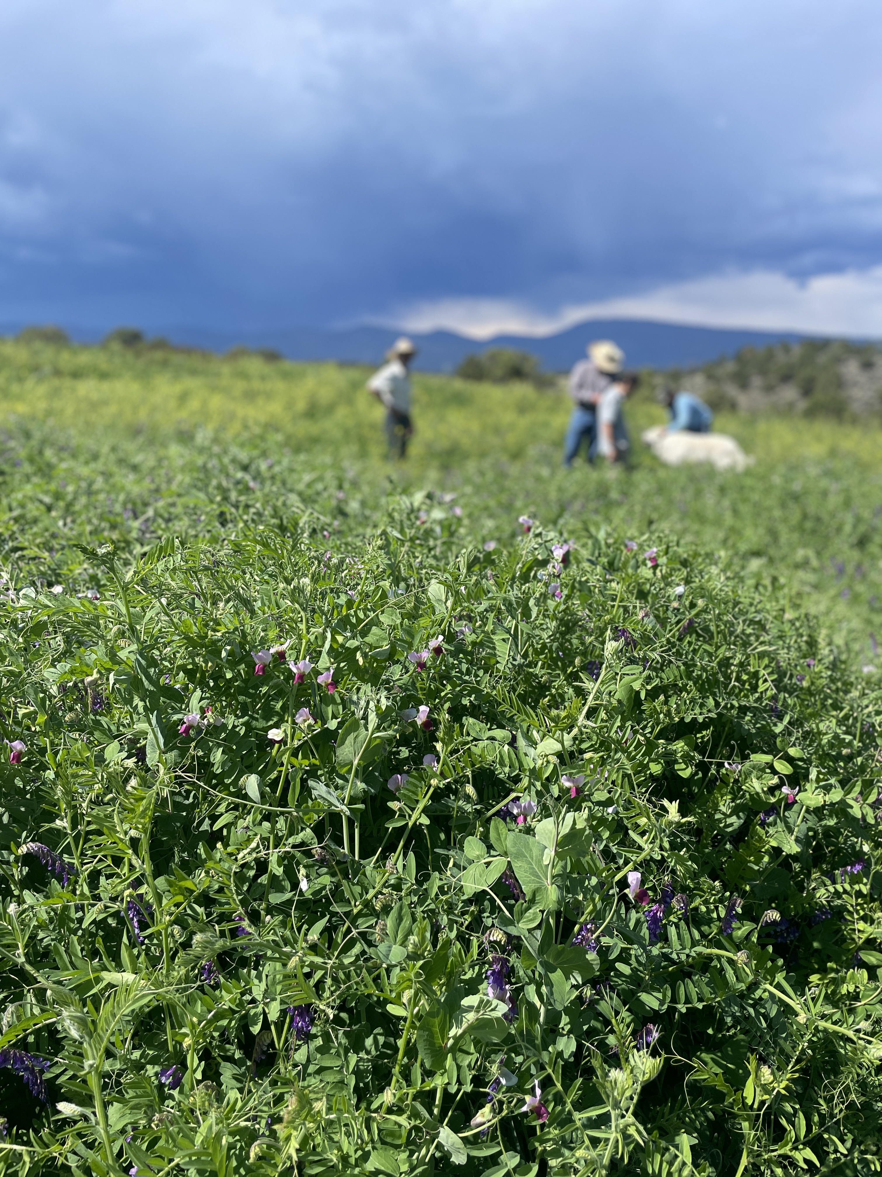 Dense cover crops grow on Milagro Ranch