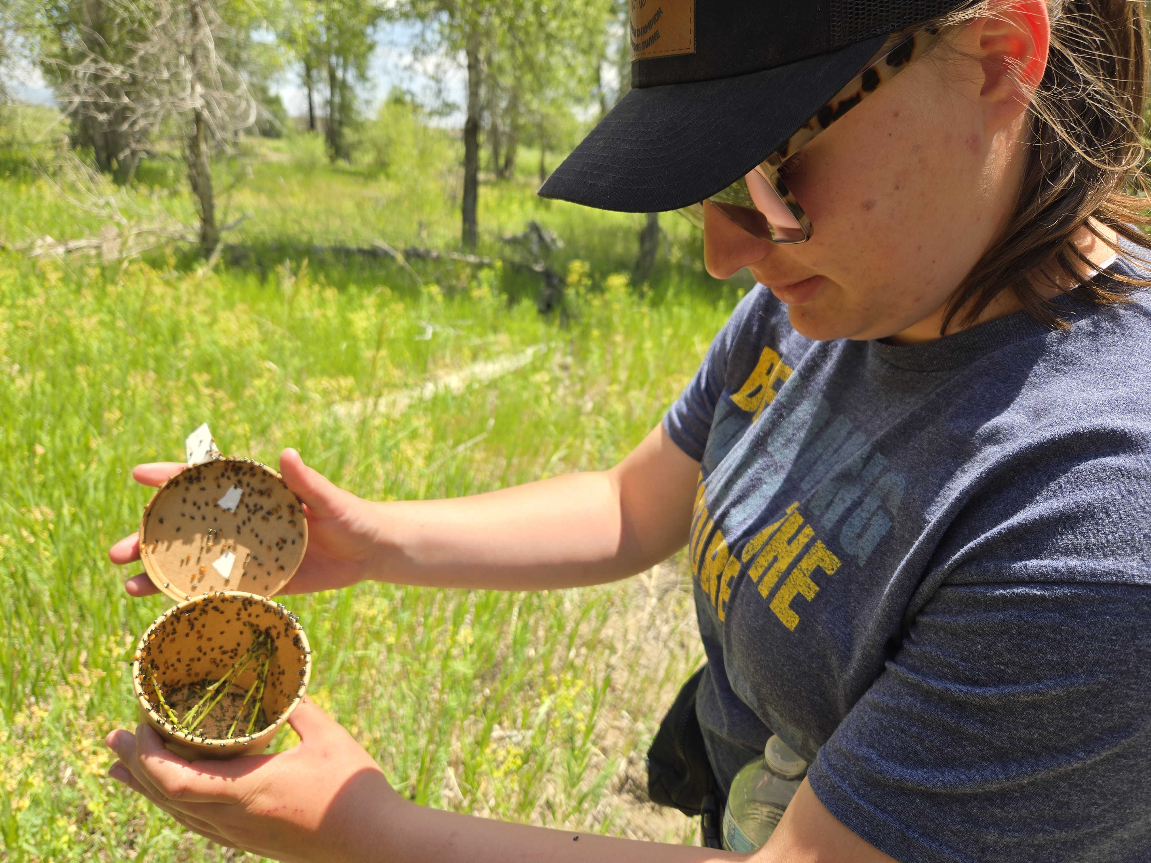A person opens the lid of a paper cup that contains hundreds of tiny beetles