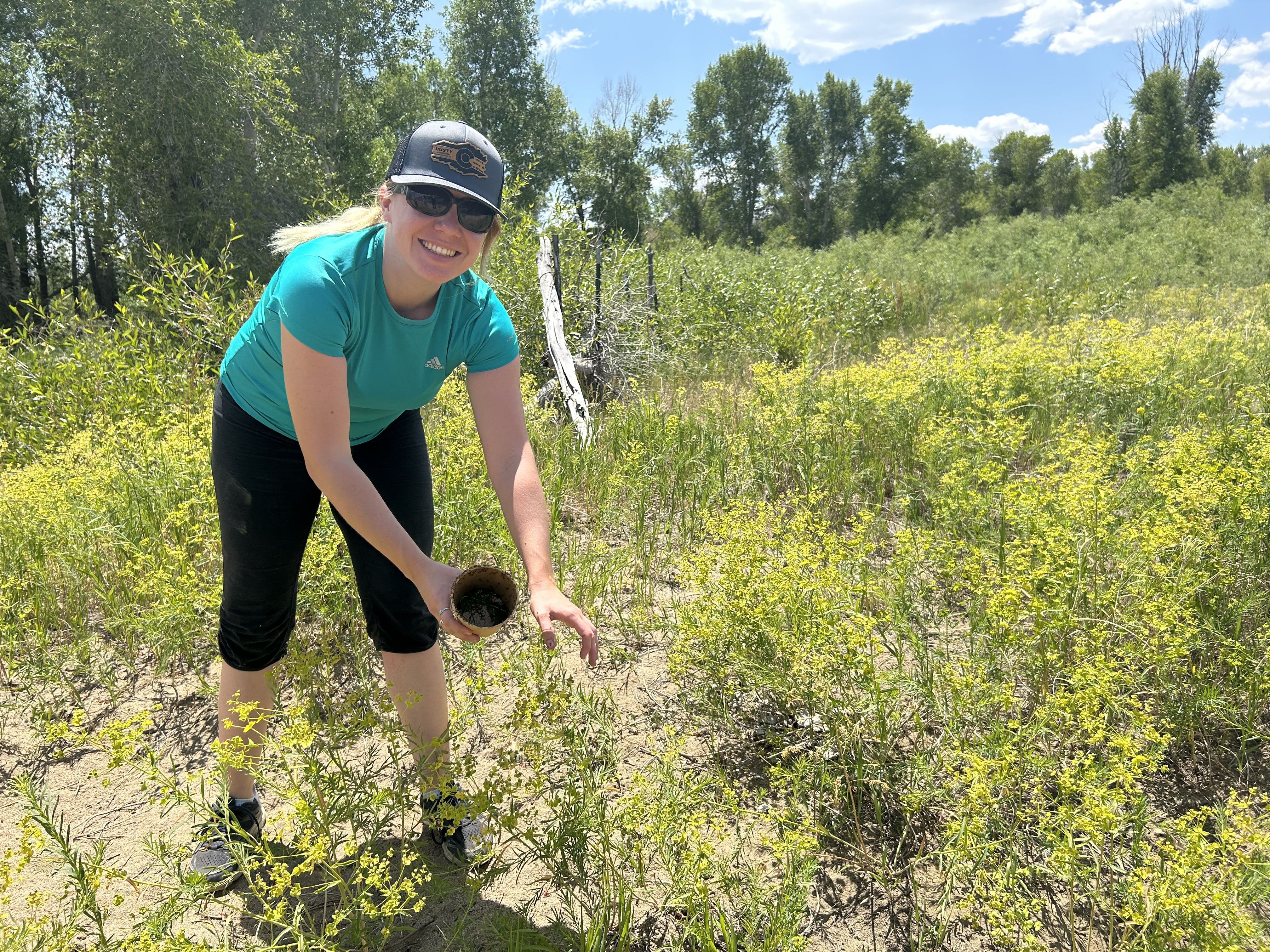 A person smiles while tiny and very hungry flea beetles leave a paper cup to consume leafy spurge