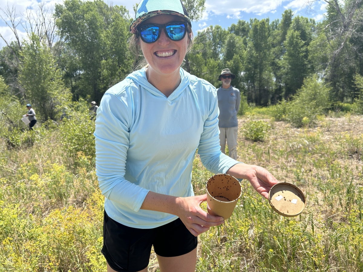 Woman holds an open small brown container full of flea beetles