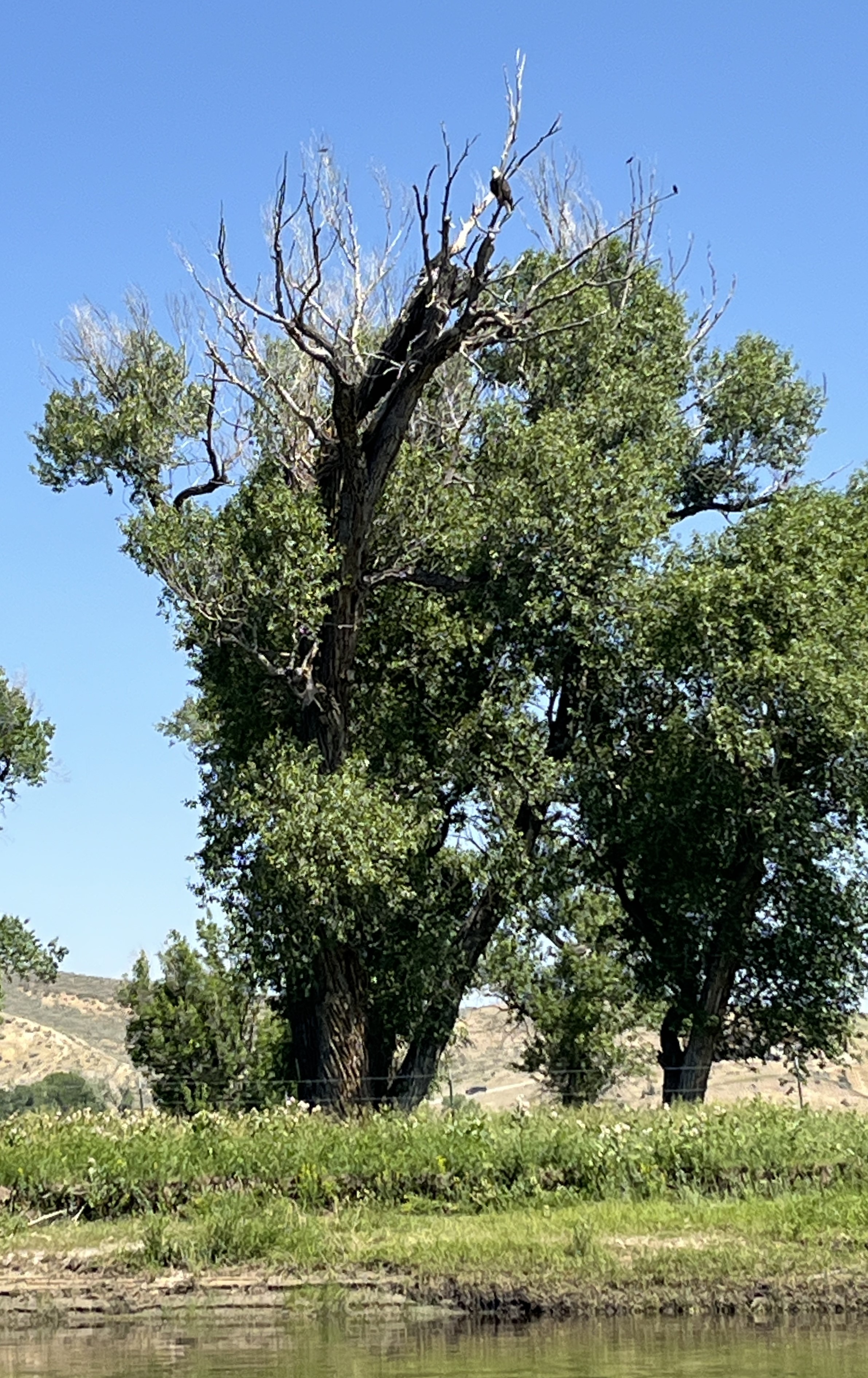 A bald eagle sits high up in a tree