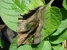 Late blight lesion on a potato leaf.
