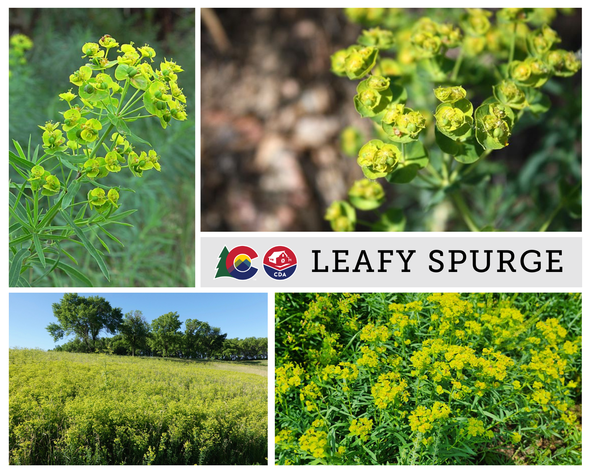A collage of how leafy spurge looks from different perspectives