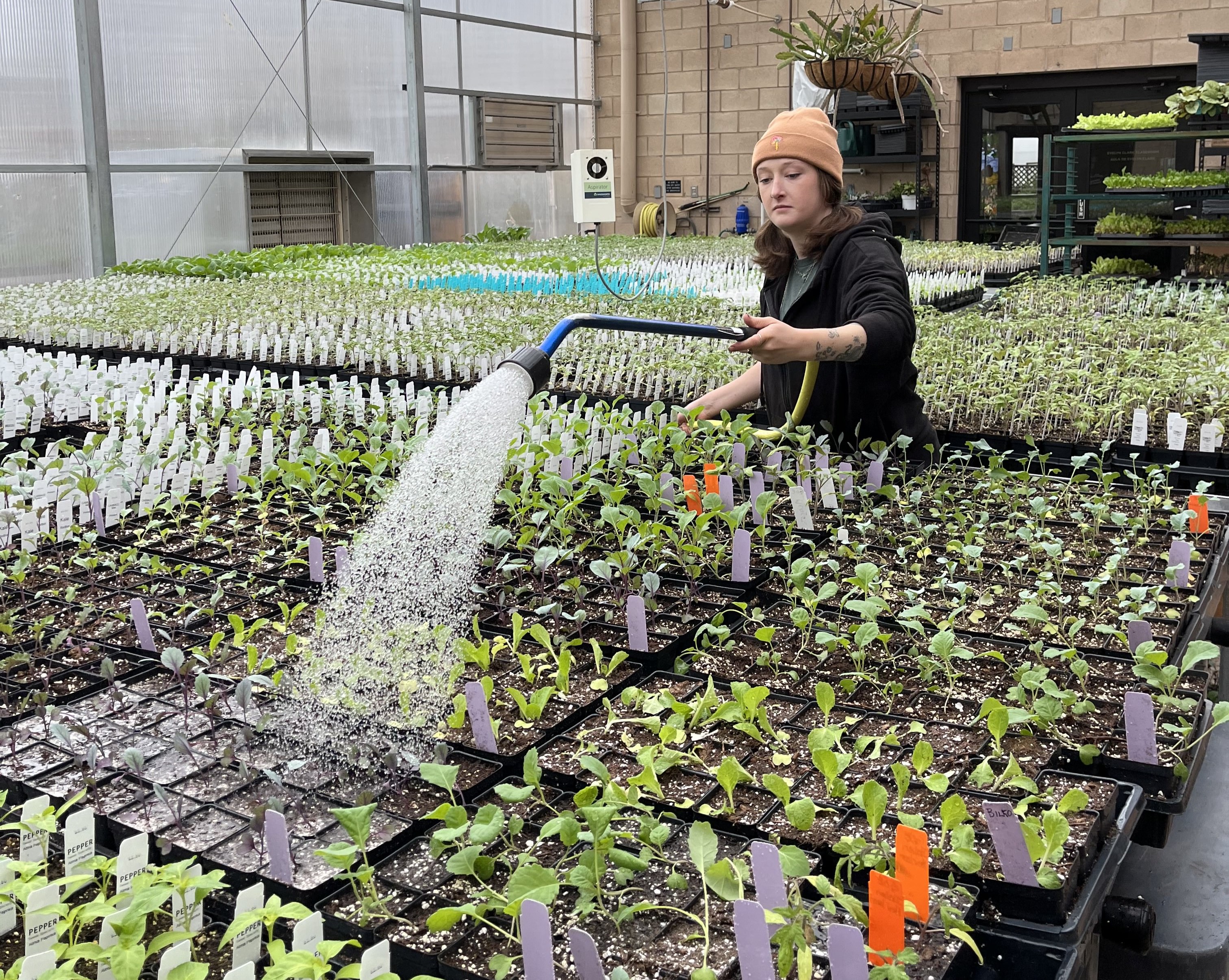 Woman in a beanie waters seedlings in small containers at a greenhouse