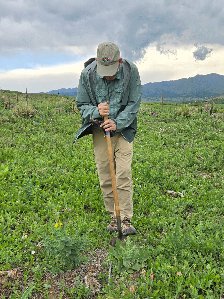 Animation of a man removing a noxious weed
