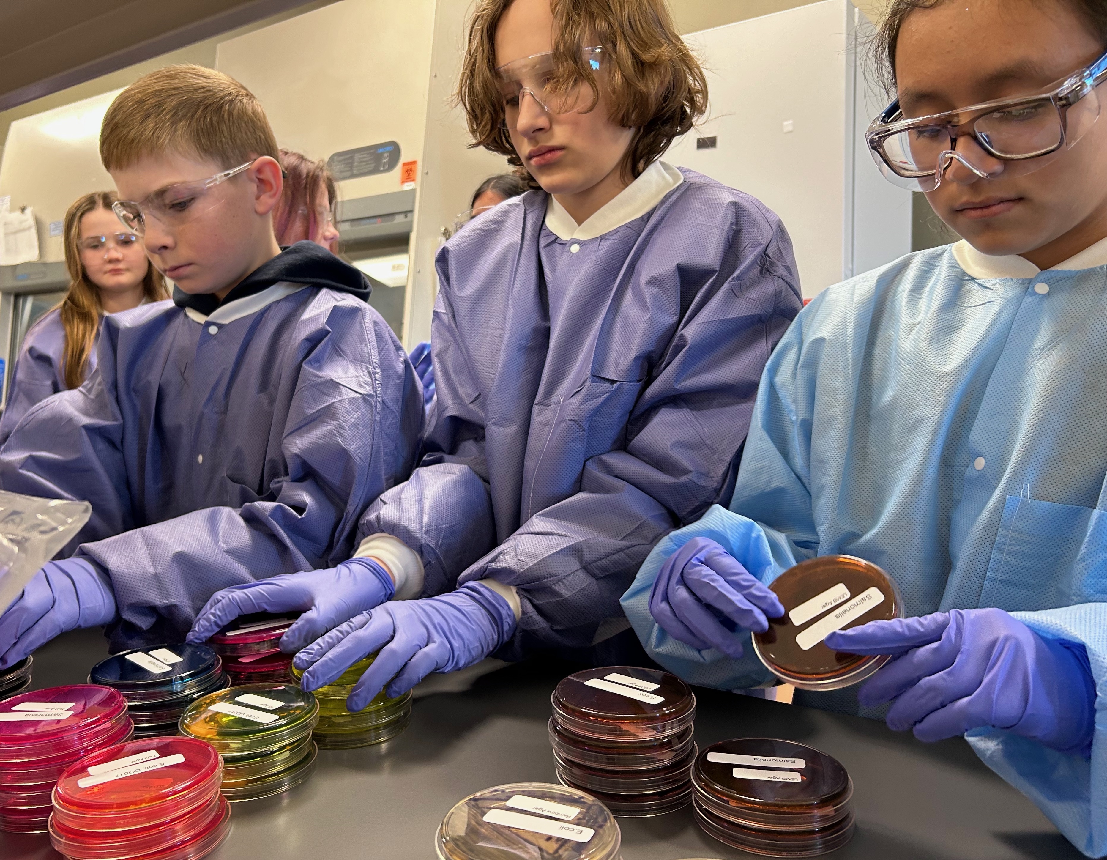 Three middle school students wearing blue lab coats, gloves and safety glasses looking at multicolored petri dishes