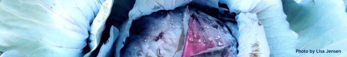 close up of purple cabbage