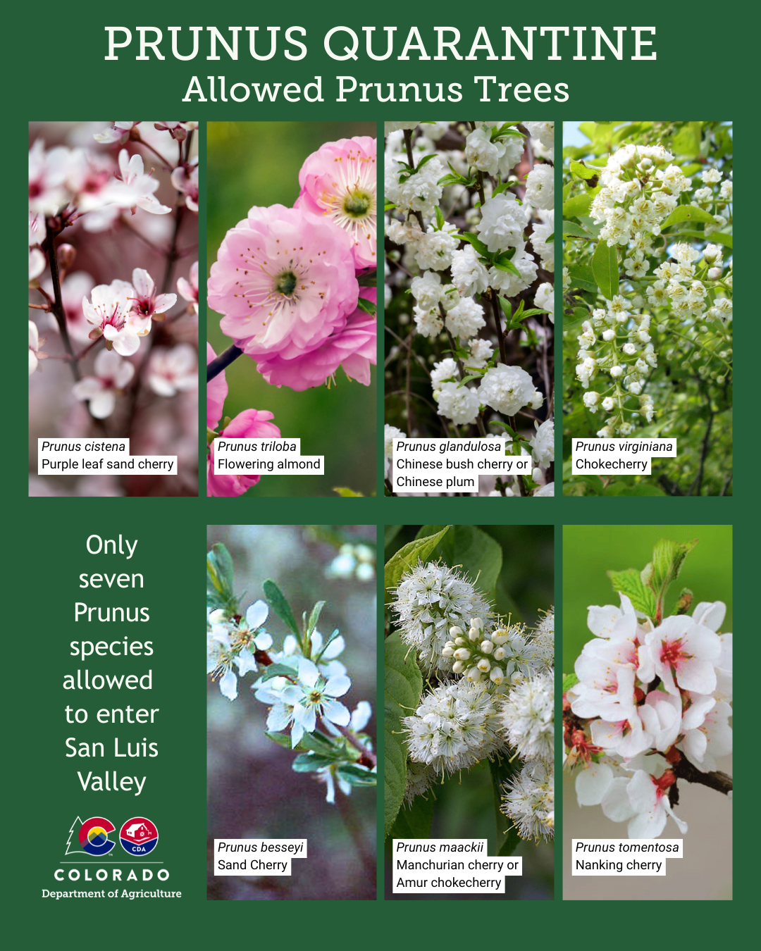 Collage of the seven species of prunus trees allowed in the San Luis Valley